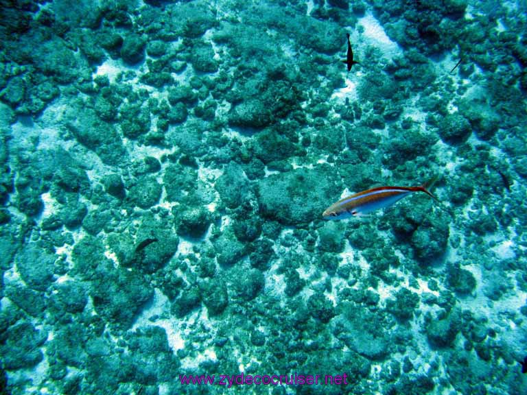 044: Carnival Fantasy, Cozumel, Deluxe Sail, John Heald Bloggers Cruise 2, Snorkel and Beach Party