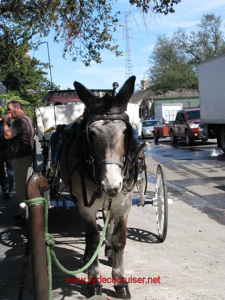 028: One of the mules used to pull the carriages, New Orleans, LA