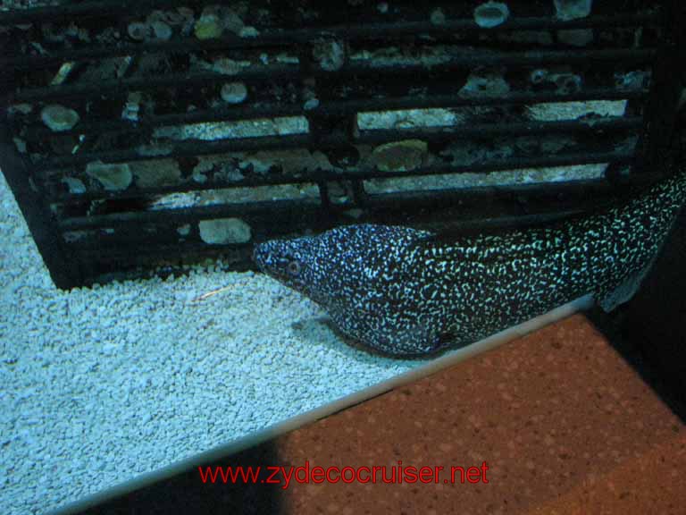 050: Audubon Aquarium of the Americas, New Orleans - Moray eel