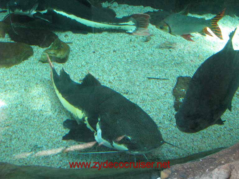 054: Audubon Aquarium of the Americas, New Orleans - Catfish