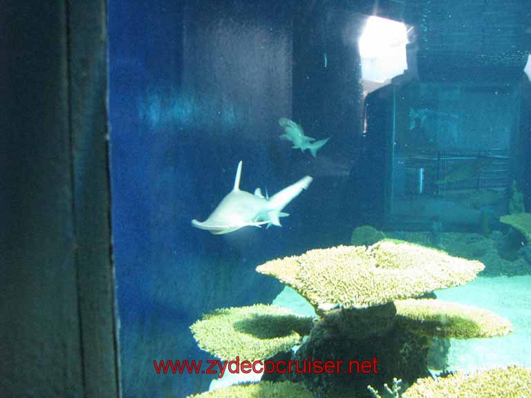 063: Audubon Aquarium of the Americas, New Orleans, LA - Sharks