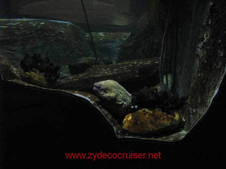072a: Audubon Aquarium of the Americas, New Orleans, LA  - Moray eel