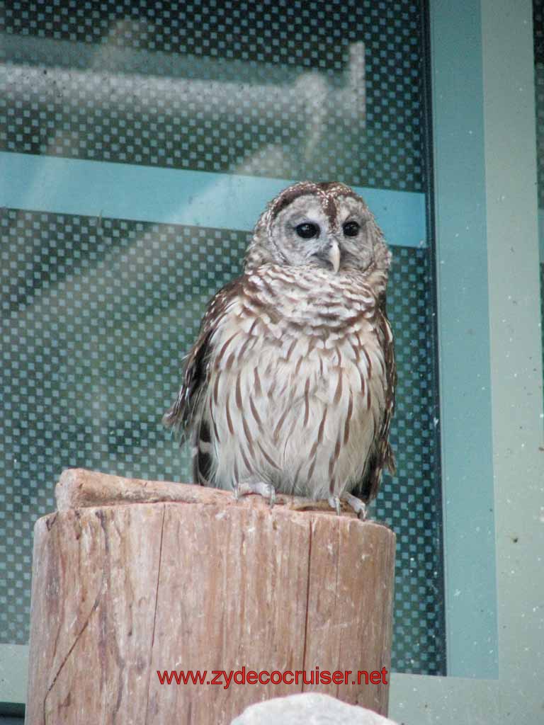 075: Audubon Aquarium of the Americas, New Orleans, LA - owl