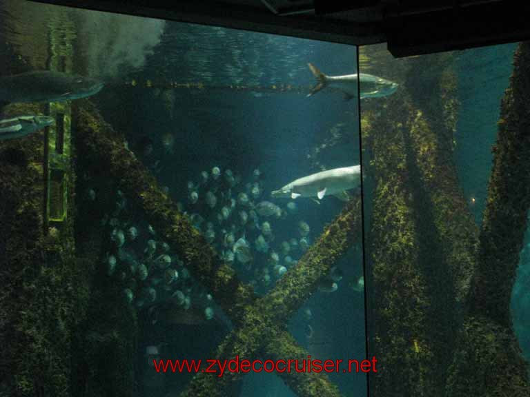 079: Audubon Aquarium of the Americas, New Orleans, LA - Gulf of Mexico Exhibit