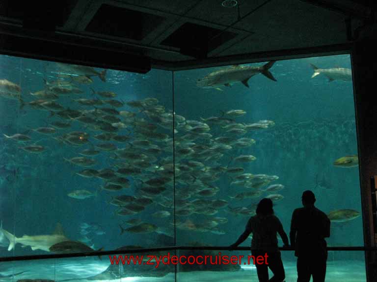 080: Audubon Aquarium of the Americas, New Orleans, LA - Gulf of Mexico Exhibit