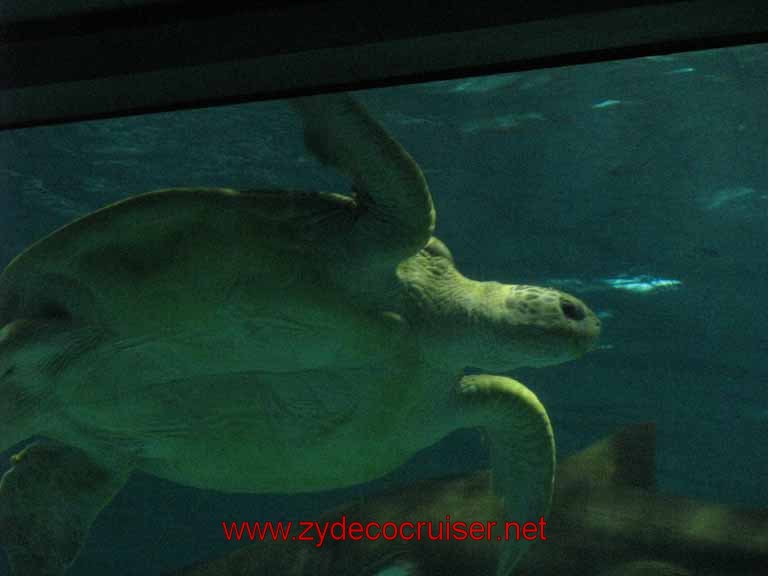 081: Audubon Aquarium of the Americas, New Orleans, LA - Gulf of Mexico Exhibit