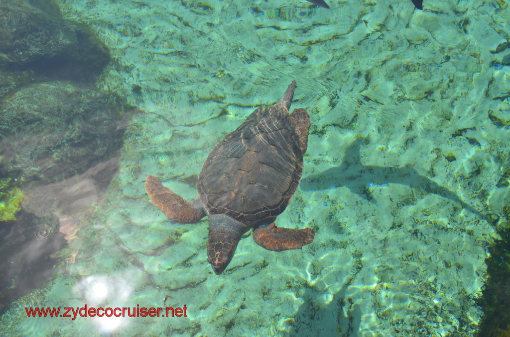094: Carnival Magic, BC5, John Heald's Bloggers Cruise 5, Grand Cayman, Cayman Turtle Farm, Predator Reef, 