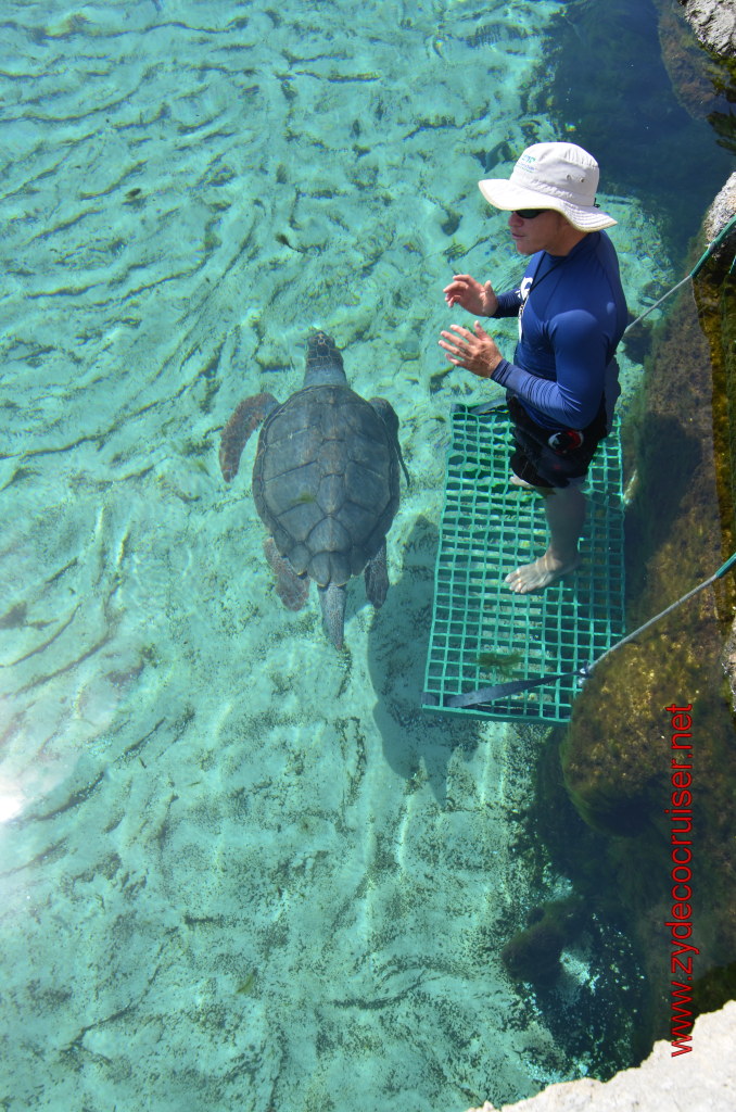 097: Carnival Magic, BC5, John Heald's Bloggers Cruise 5, Grand Cayman, Cayman Turtle Farm, Predator Reef, 