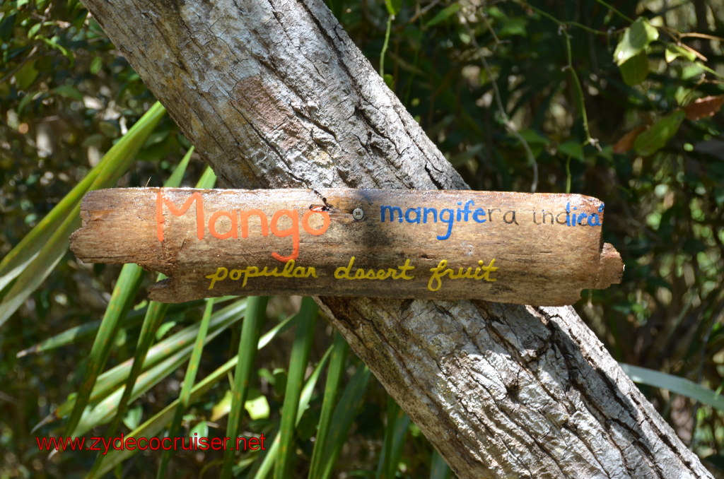 144: Carnival Magic, BC5, John Heald's Bloggers Cruise 5, Grand Cayman, Cayman Turtle Farm, Nature Trail, Mango