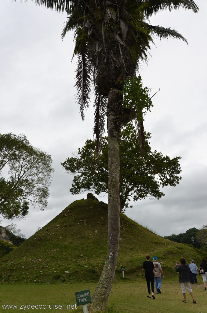 060: Carnival Conquest, Belize, Belize City Tour and Altun Ha, Cohune tree, 