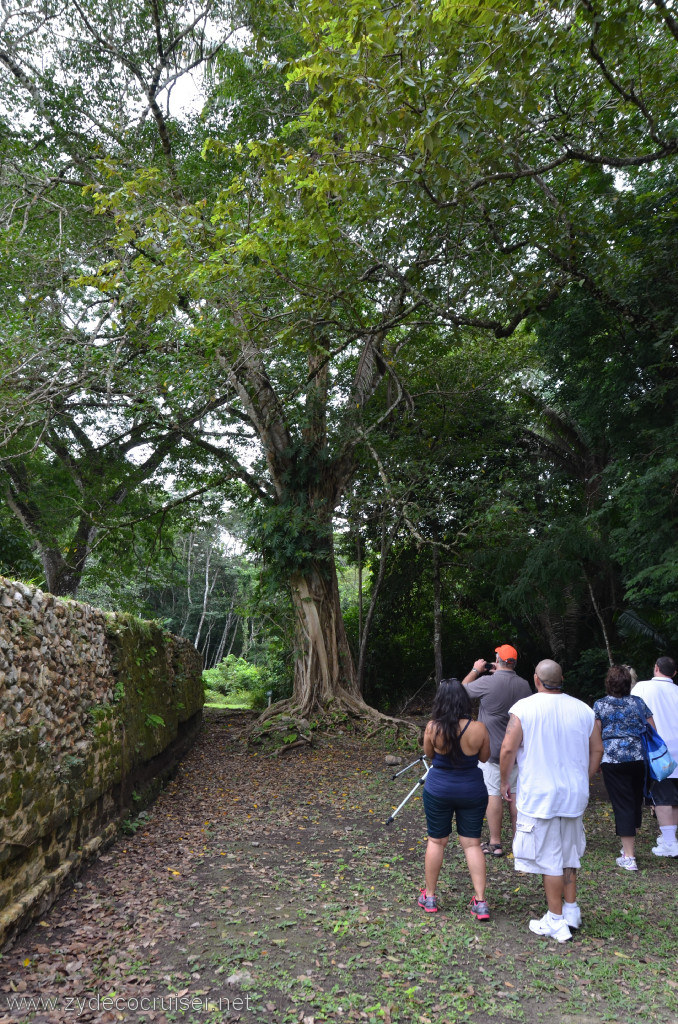 109: Carnival Conquest, Belize, Belize City Tour and Altun Ha, Fig tree growing around a palm tree. Eventually the palm tree dies.