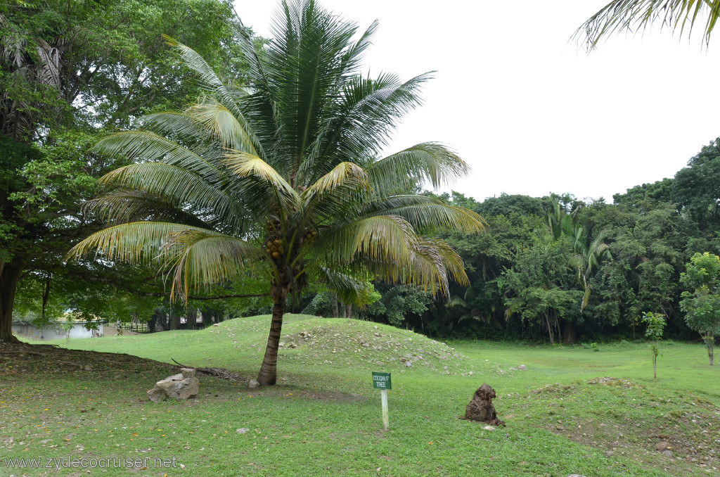 150: Carnival Conquest, Belize, Belize City Tour and Altun Ha, Coconut tree