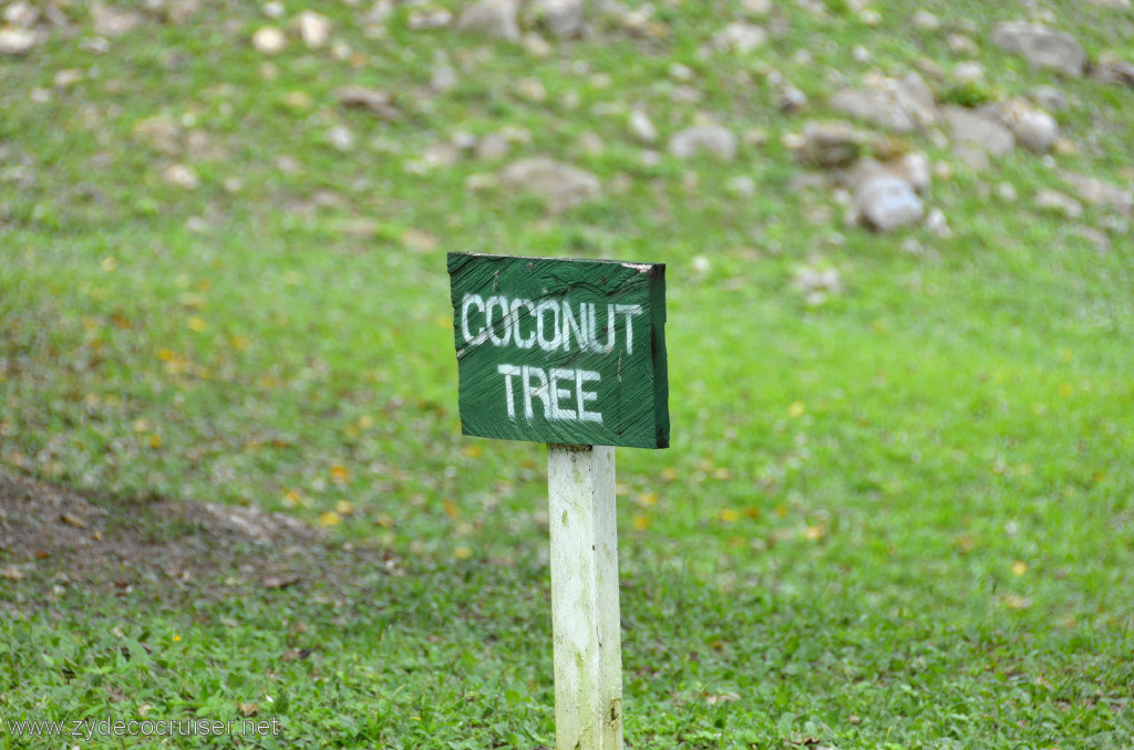 151: Carnival Conquest, Belize, Belize City Tour and Altun Ha, coconut tree, 