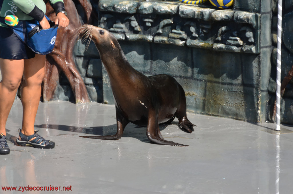 097: Carnival Conquest, Cozumel, Chankanaab,  (free) Sea Lion Show, 