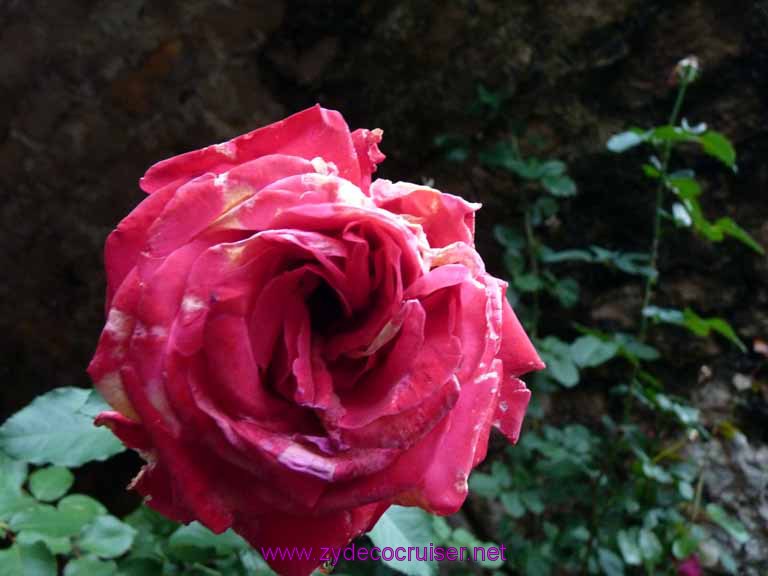 4742: Carnival Dream - Dubrovnik, Croatia - Country Home in Konavle - a rose