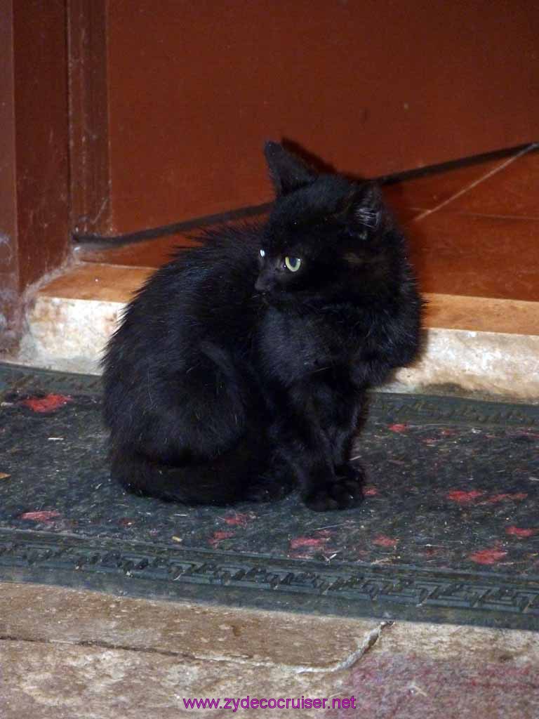4782: Carnival Dream - Dubrovnik, Croatia - Country Home in Konavle - ooo black Cat