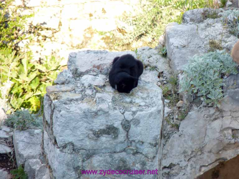 4870: Carnival Dream - Dubrovnik, Croatia -  Walking the Wall - Meow