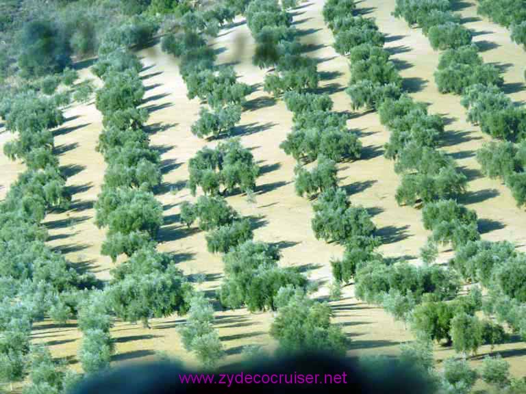 Millions and millions of Olive trees