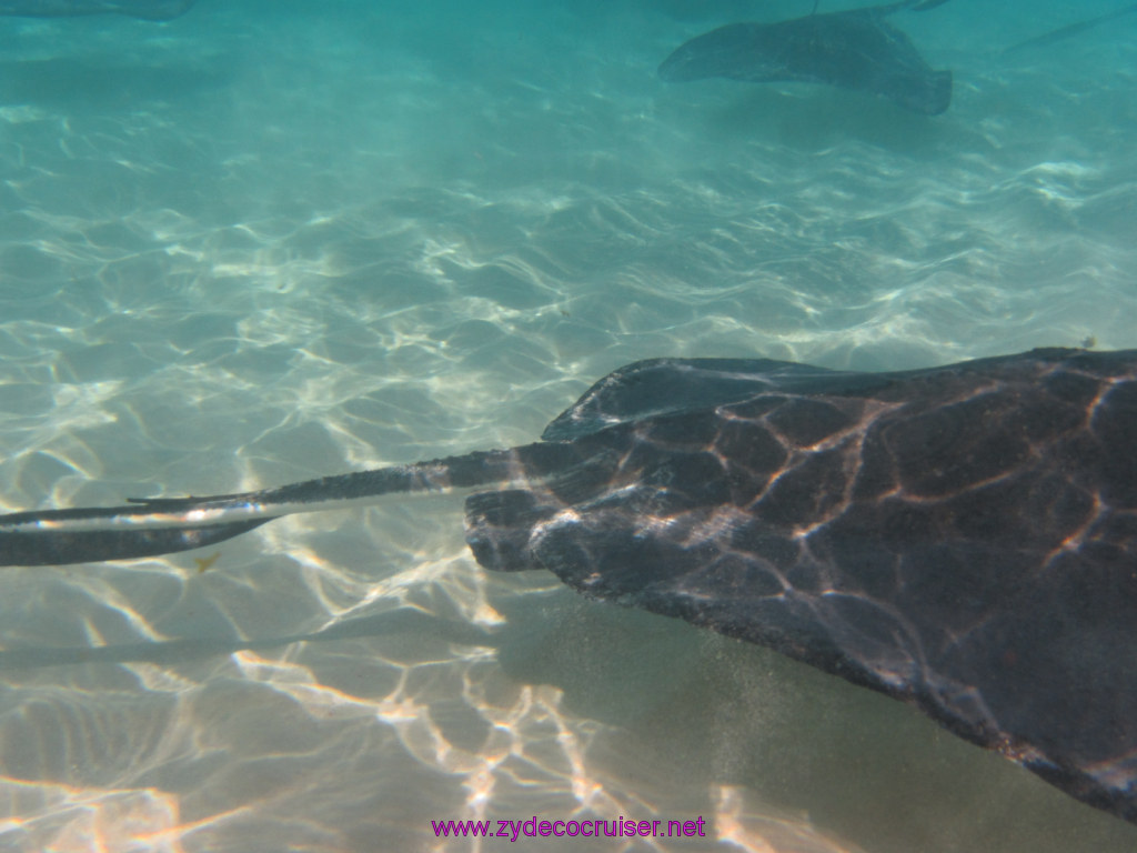 018: Carnival Dream Reposition Cruise, Grand Cayman, Native Way Rays, Reef, and Rum Point Tour, Stingray Sandbar, 