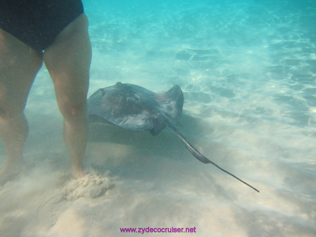 019: Carnival Dream Reposition Cruise, Grand Cayman, Native Way Rays, Reef, and Rum Point Tour, Stingray Sandbar, 