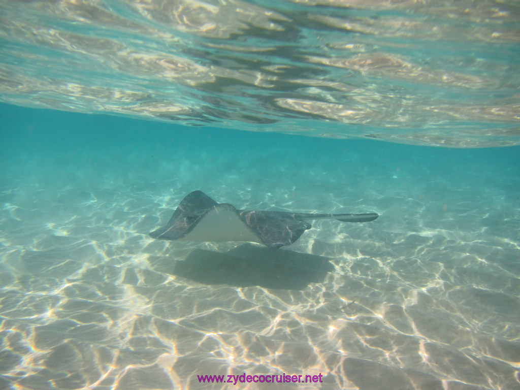 020: Carnival Dream Reposition Cruise, Grand Cayman, Native Way Rays, Reef, and Rum Point Tour, Stingray Sandbar, 