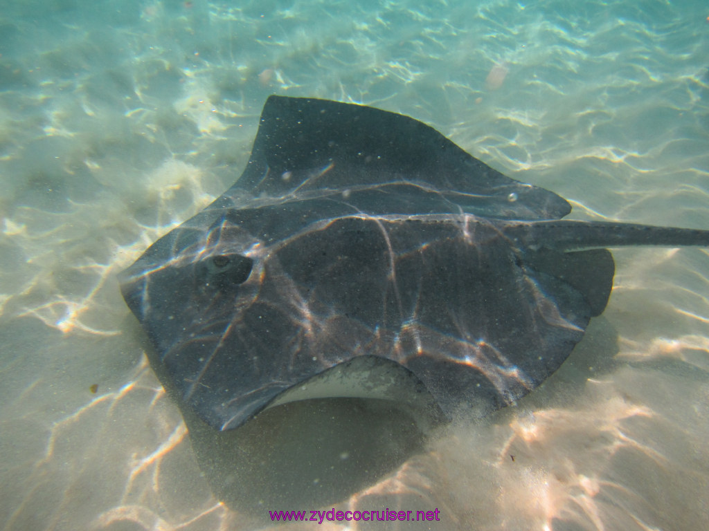 021: Carnival Dream Reposition Cruise, Grand Cayman, Native Way Rays, Reef, and Rum Point Tour, Stingray Sandbar, 