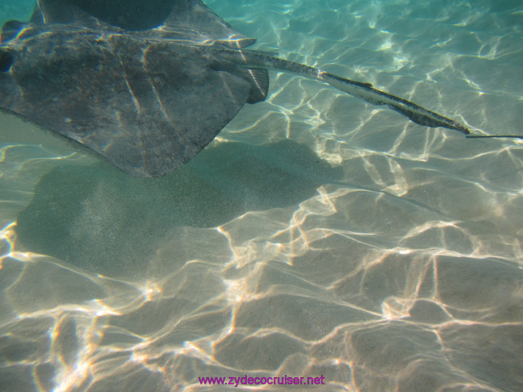 022: Carnival Dream Reposition Cruise, Grand Cayman, Native Way Rays, Reef, and Rum Point Tour, Stingray Sandbar, 