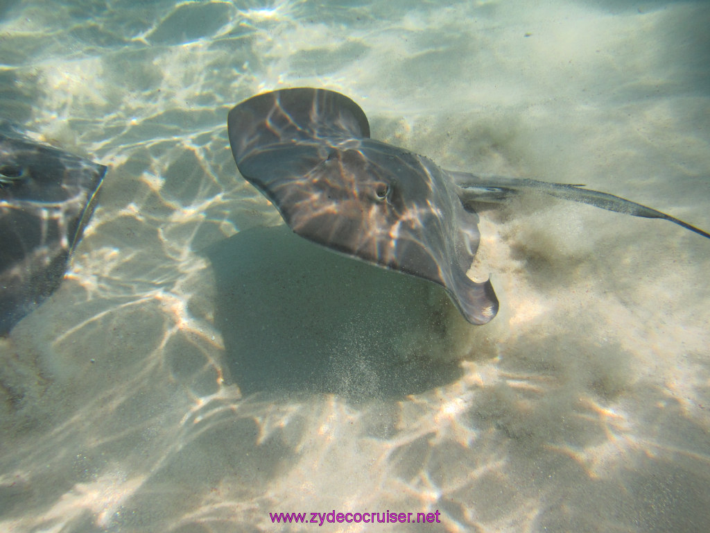 023: Carnival Dream Reposition Cruise, Grand Cayman, Native Way Rays, Reef, and Rum Point Tour, Stingray Sandbar, 