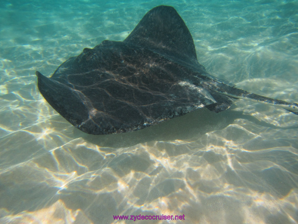 024: Carnival Dream Reposition Cruise, Grand Cayman, Native Way Rays, Reef, and Rum Point Tour, Stingray Sandbar, 