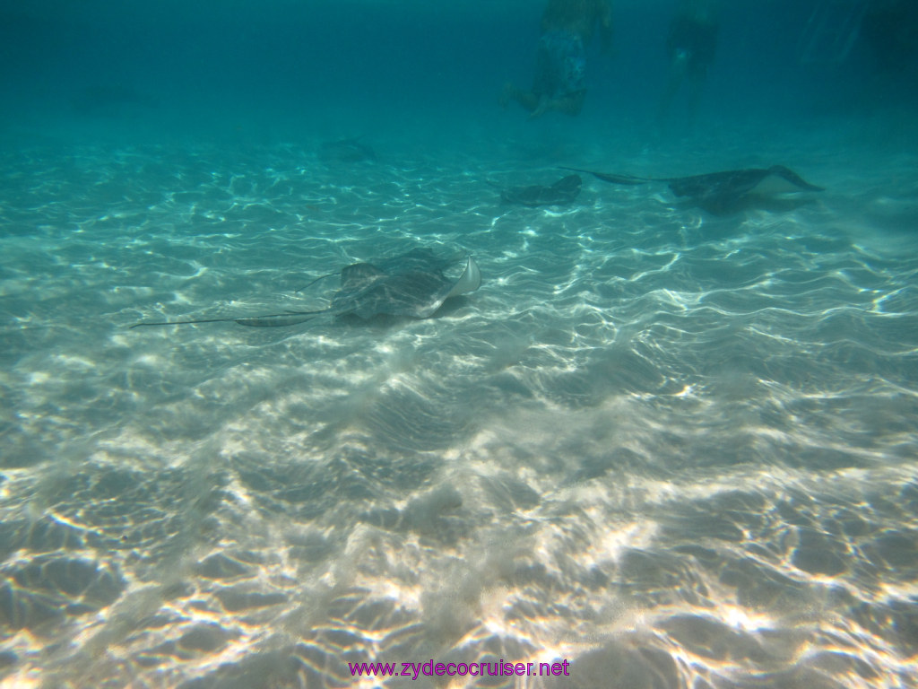 025: Carnival Dream Reposition Cruise, Grand Cayman, Native Way Rays, Reef, and Rum Point Tour, Stingray Sandbar, 