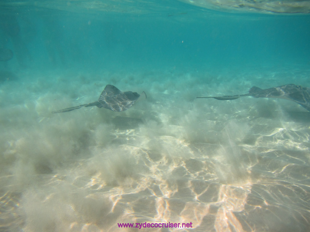 046: Carnival Dream Reposition Cruise, Grand Cayman, Native Way Rays, Reef, and Rum Point Tour, Stingray Sandbar, 