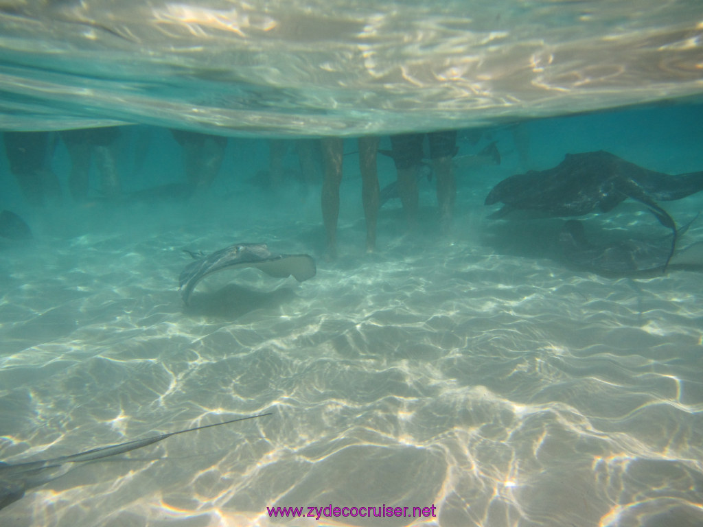 047: Carnival Dream Reposition Cruise, Grand Cayman, Native Way Rays, Reef, and Rum Point Tour, Stingray Sandbar, 