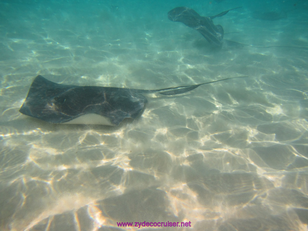 049: Carnival Dream Reposition Cruise, Grand Cayman, Native Way Rays, Reef, and Rum Point Tour, Stingray Sandbar, 
