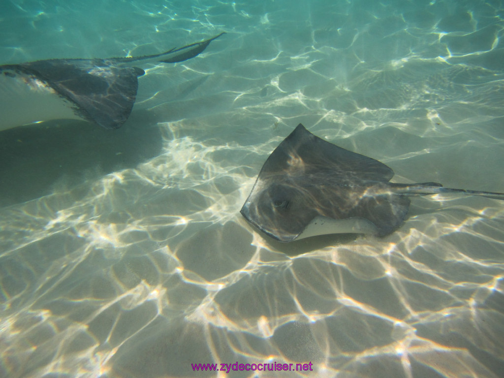 051: Carnival Dream Reposition Cruise, Grand Cayman, Native Way Rays, Reef, and Rum Point Tour, Stingray Sandbar, 