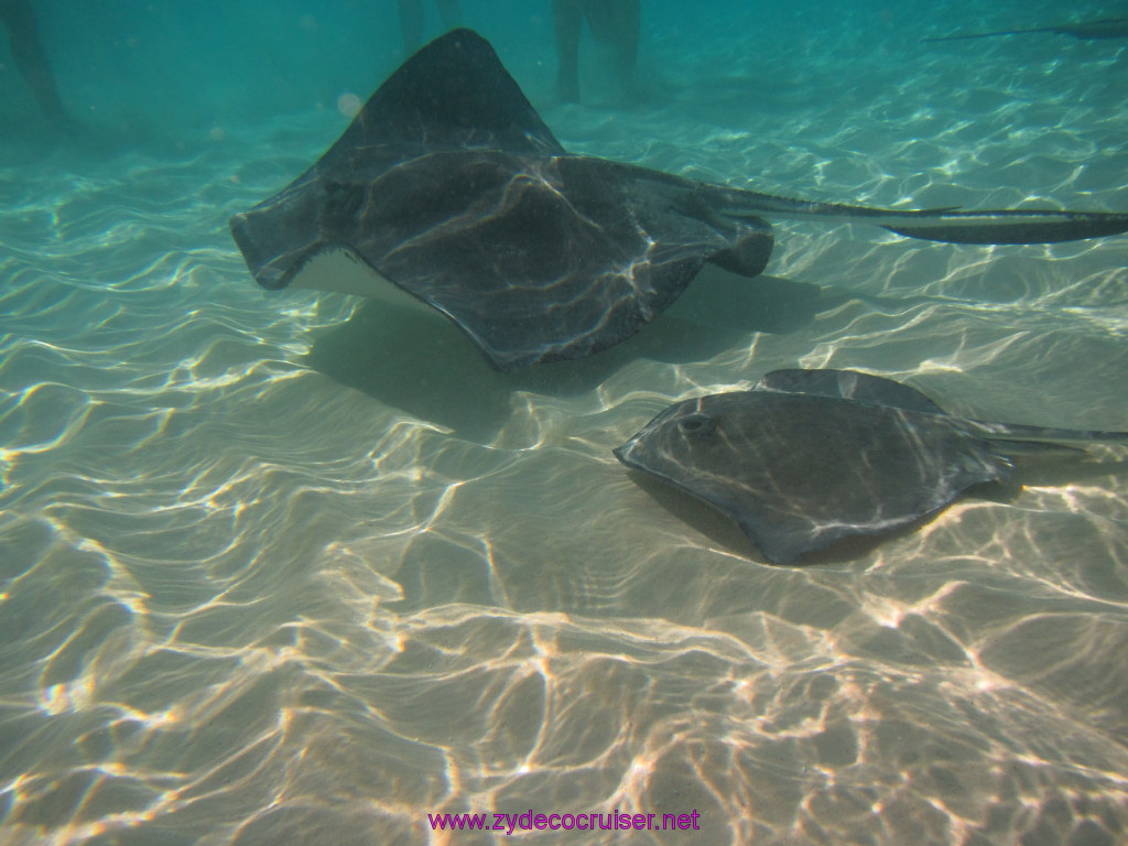 052: Carnival Dream Reposition Cruise, Grand Cayman, Native Way Rays, Reef, and Rum Point Tour, Stingray Sandbar, 