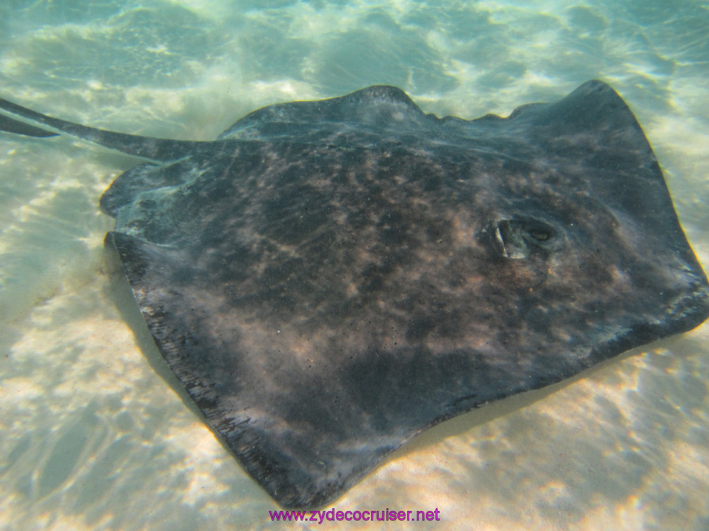 057: Carnival Dream Reposition Cruise, Grand Cayman, Native Way Rays, Reef, and Rum Point Tour, Stingray Sandbar, 