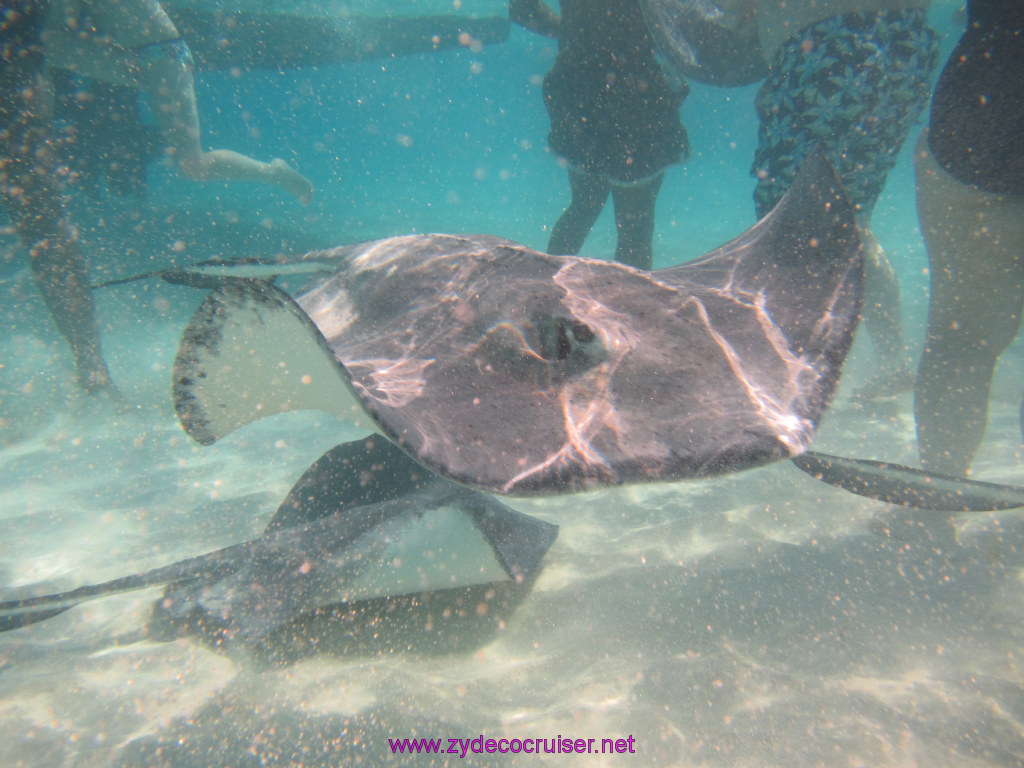 058: Carnival Dream Reposition Cruise, Grand Cayman, Native Way Rays, Reef, and Rum Point Tour, Stingray Sandbar, 