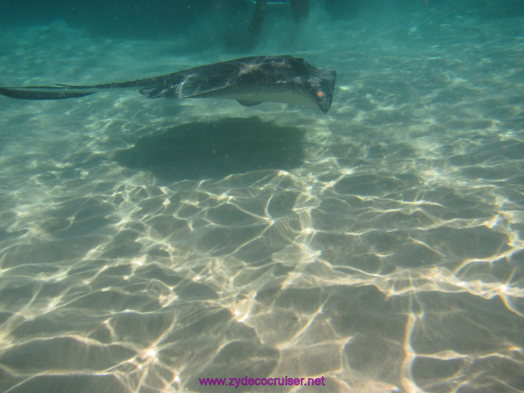 059: Carnival Dream Reposition Cruise, Grand Cayman, Native Way Rays, Reef, and Rum Point Tour, Stingray Sandbar, 