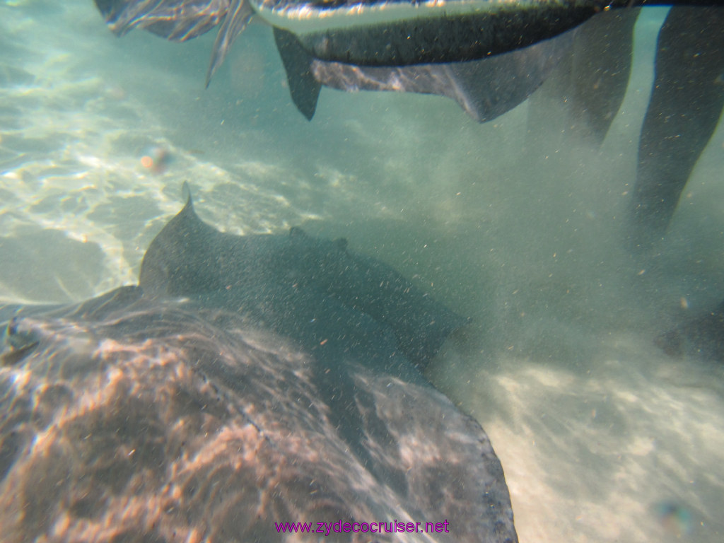 060: Carnival Dream Reposition Cruise, Grand Cayman, Native Way Rays, Reef, and Rum Point Tour, Stingray Sandbar, 