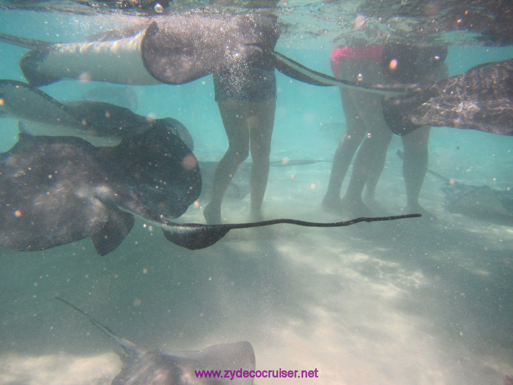 062: Carnival Dream Reposition Cruise, Grand Cayman, Native Way Rays, Reef, and Rum Point Tour, Stingray Sandbar, 