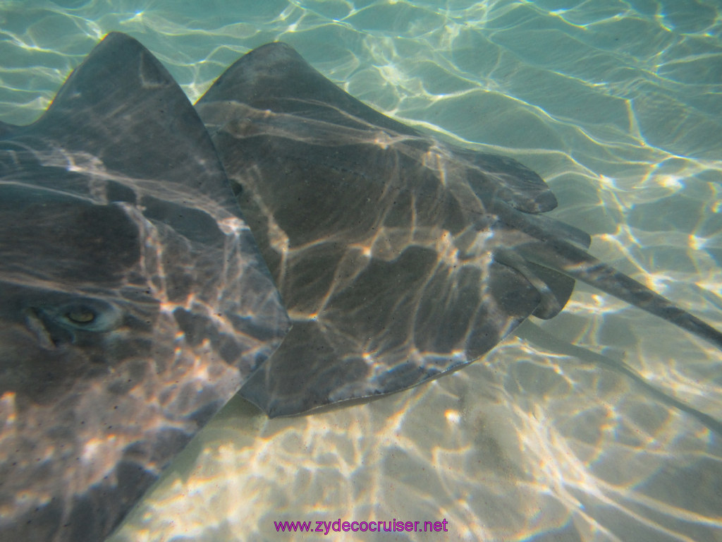 063: Carnival Dream Reposition Cruise, Grand Cayman, Native Way Rays, Reef, and Rum Point Tour, Stingray Sandbar, 