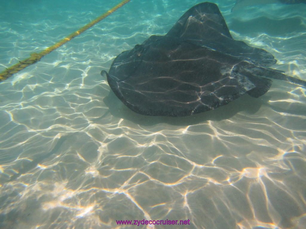 064: Carnival Dream Reposition Cruise, Grand Cayman, Native Way Rays, Reef, and Rum Point Tour, Stingray Sandbar, 