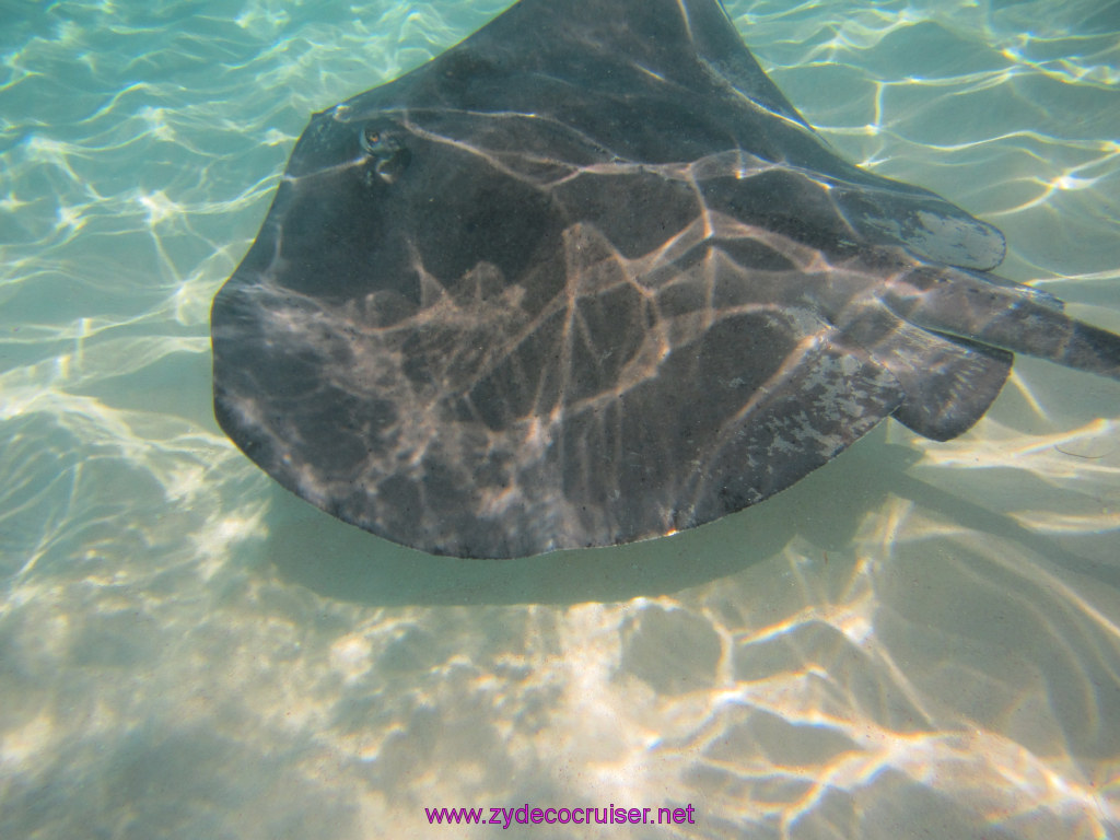 065: Carnival Dream Reposition Cruise, Grand Cayman, Native Way Rays, Reef, and Rum Point Tour, Stingray Sandbar, 