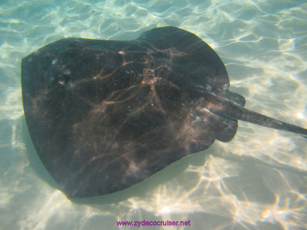 066: Carnival Dream Reposition Cruise, Grand Cayman, Native Way Rays, Reef, and Rum Point Tour, Stingray Sandbar, 