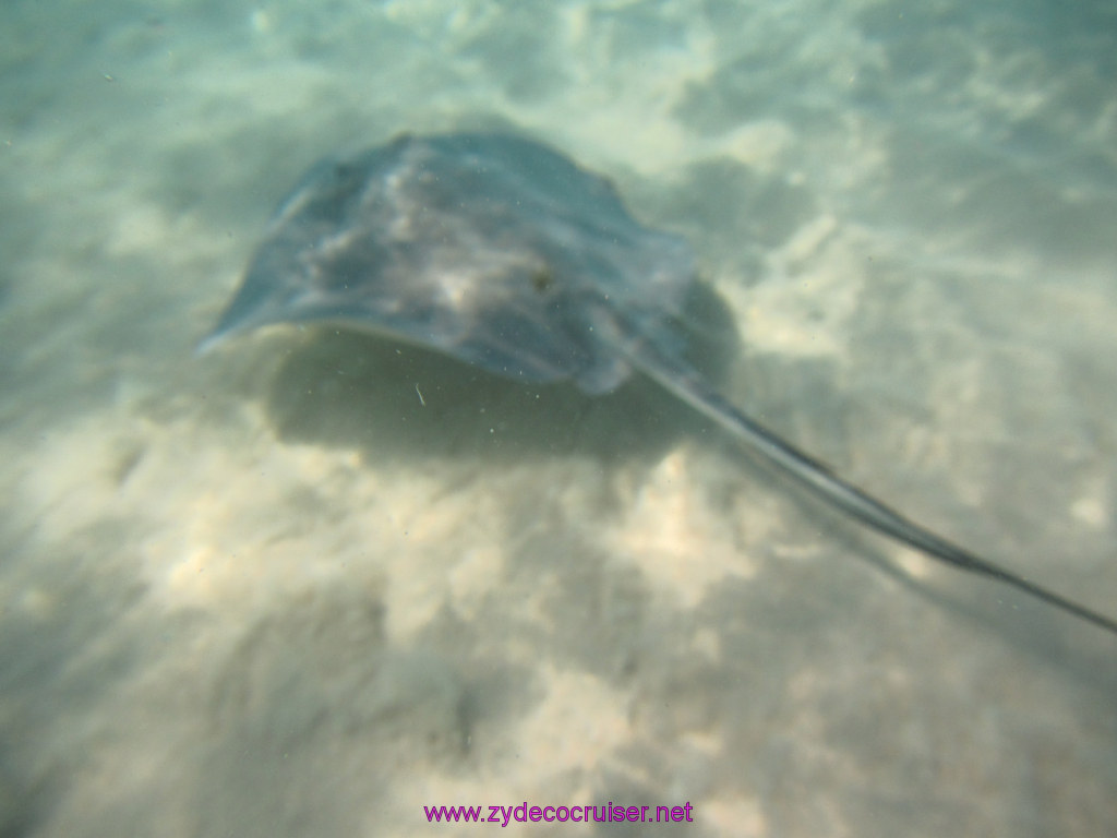 067: Carnival Dream Reposition Cruise, Grand Cayman, Native Way Rays, Reef, and Rum Point Tour, Stingray Sandbar, 