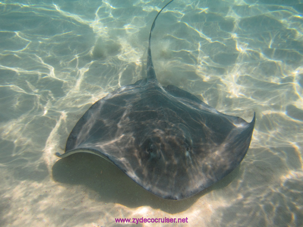 068: Carnival Dream Reposition Cruise, Grand Cayman, Native Way Rays, Reef, and Rum Point Tour, Stingray Sandbar, 