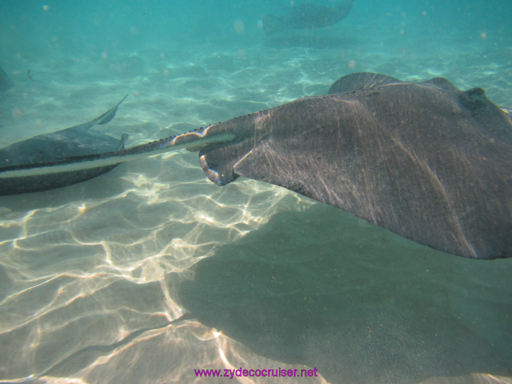 069: Carnival Dream Reposition Cruise, Grand Cayman, Native Way Rays, Reef, and Rum Point Tour, Stingray Sandbar, 