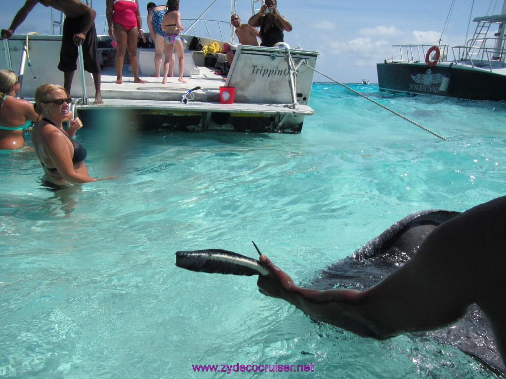 071: Carnival Dream Reposition Cruise, Grand Cayman, Native Way Rays, Reef, and Rum Point Tour, Stingray Sandbar, 