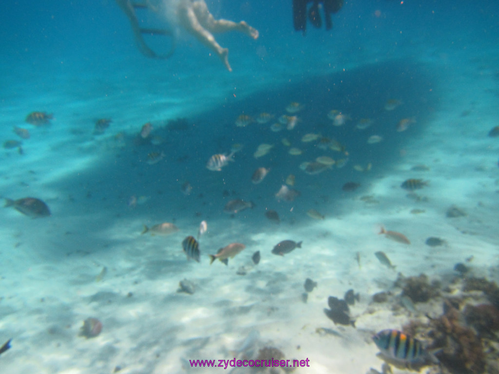 076: Carnival Dream Reposition Cruise, Grand Cayman, Native Way Rays, Reef, and Rum Point Tour, Coral Gardens, 