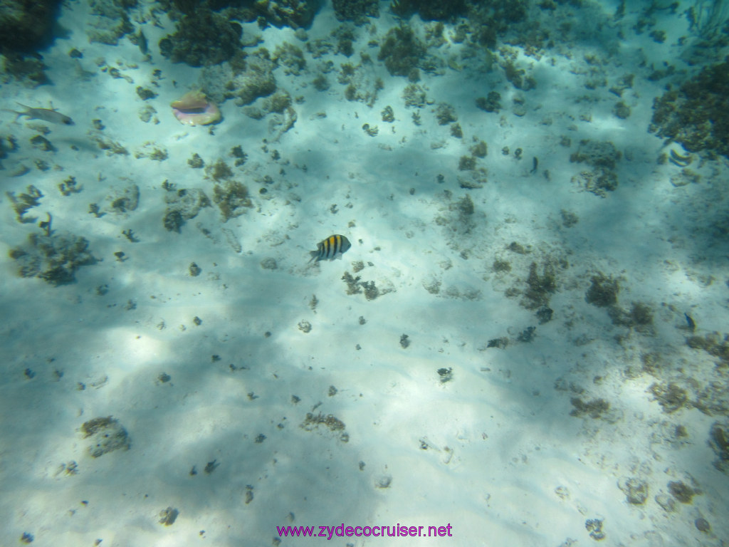 077: Carnival Dream Reposition Cruise, Grand Cayman, Native Way Rays, Reef, and Rum Point Tour, Coral Gardens, 